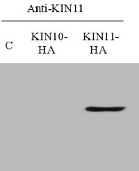 AKIN11 | SNF1-related protein kinase catalytic subunit alpha KIN11 in the group Antibodies Plant/Algal / Developmental Biology / Signal transduction at Agrisera AB (Antibodies for research) (AS10 920)